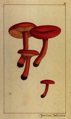 Vier orangefarbige Pilze, abgebildet in Jacob Boltons "Geschichte der merckwürdigsten Pilze", Taf. 9 Signatur MUE Br I 259