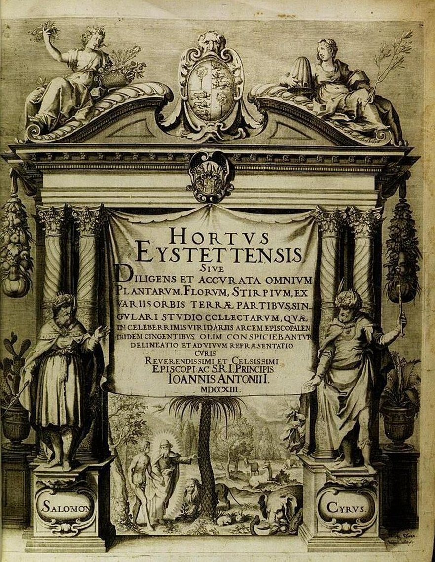 Seite aus Basilius Besler: Hortus Eystettensisum, Eichstätt, 1713  bis ca. 1750, Signatur MUE Zesa 1