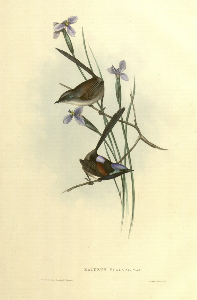 Bild mit zwei Vögeln aus "The birds of Australia and the adjacent islands" von John Gould, Signatur ZB Holzer fol a 82