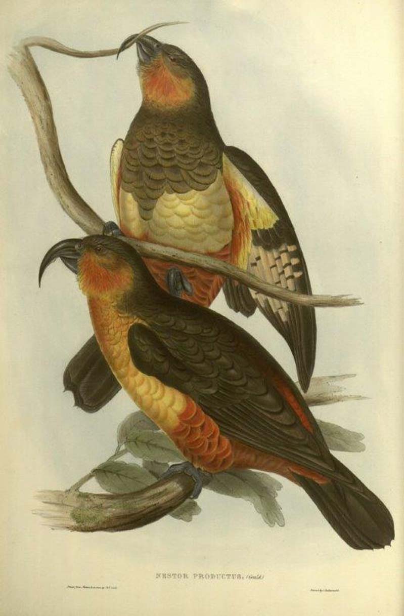 Bild mit zwei Vöglen aus "The birds of Australia and the adjacent islands" von John Gould, Signatur ZB Holzer fol a 82