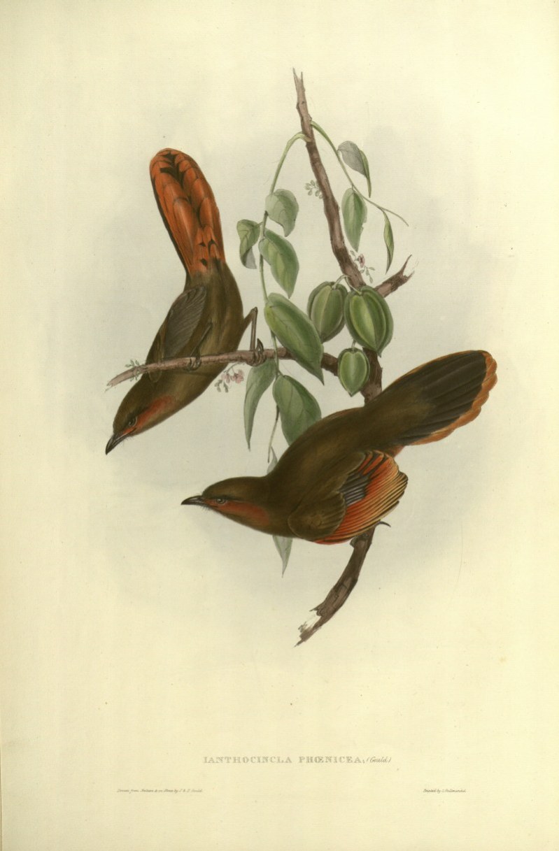 Bild mit zwei Vöglen aus "The birds of Australia and the adjacent islands" von John Gould, Signatur ZB Holzer fol a 82