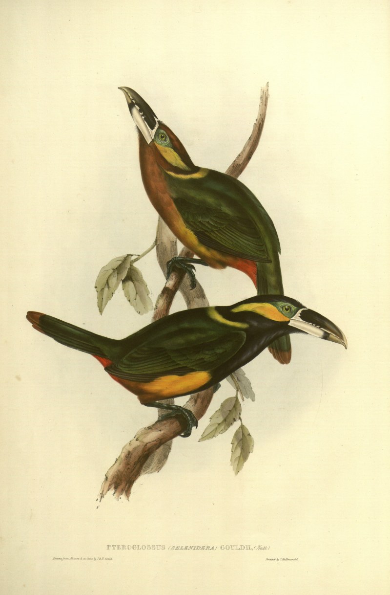 Bild mit zwei Vöglen aus "The birds of Australia and the adjacent islands" von John Gould, Signatur ZB Holzer fol a 82