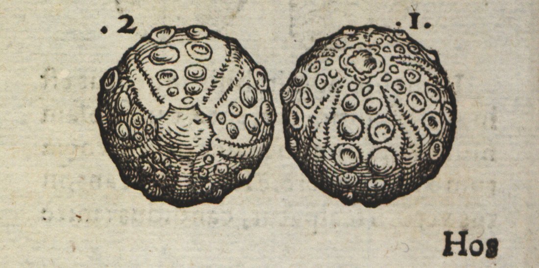 Abbildung zweier versteinerter Seeigel
