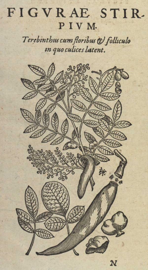 Terpentinbaum, Abbildung aus Conrad Gesners Biografie