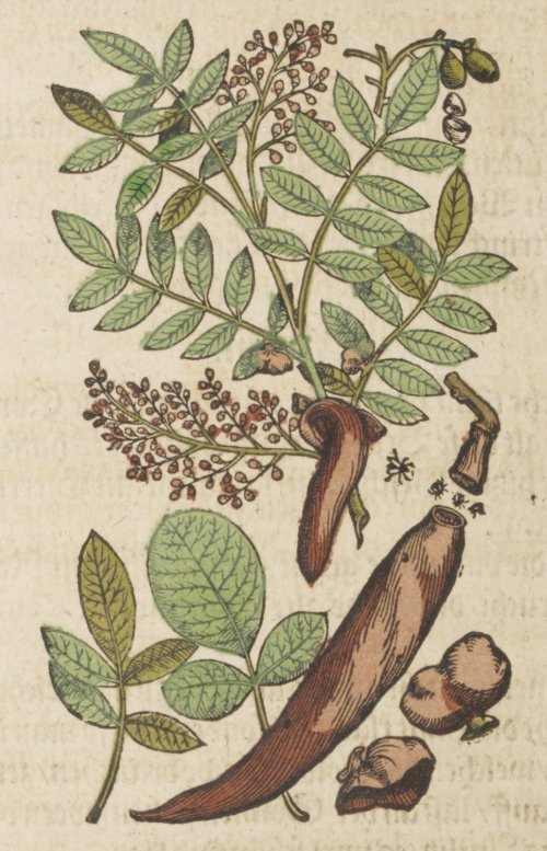 Terpentinbaum, Abbildung aus Andrea Mattiolis Kräuterbuch
