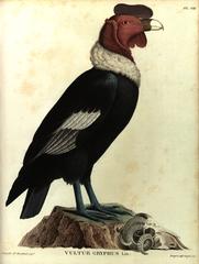 Kondor (Vultur gryphus)